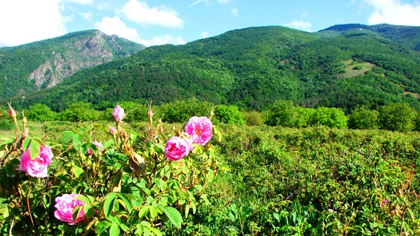 The Rose Valley